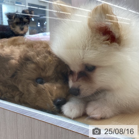 ポメラニアンの写真