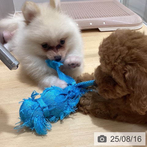 ポメラニアンの写真