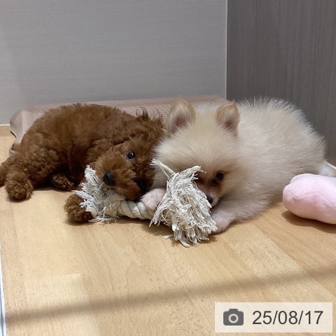ポメラニアンの写真