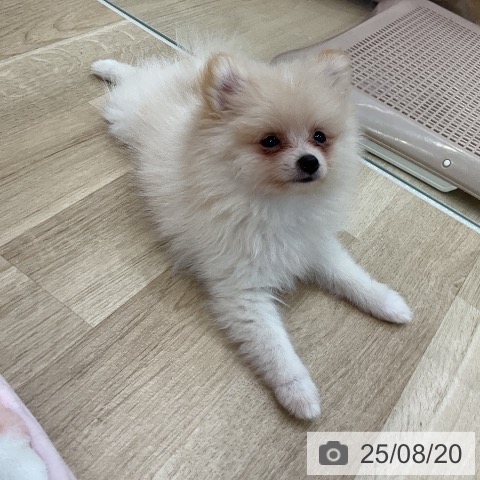 ポメラニアンの写真