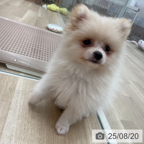 ポメラニアンの写真