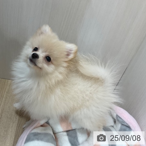 ポメラニアンの写真