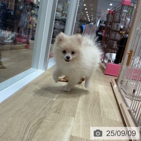 ポメラニアンの写真