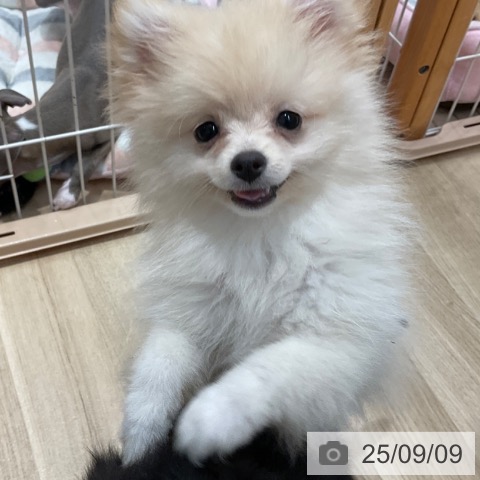 ポメラニアンの写真