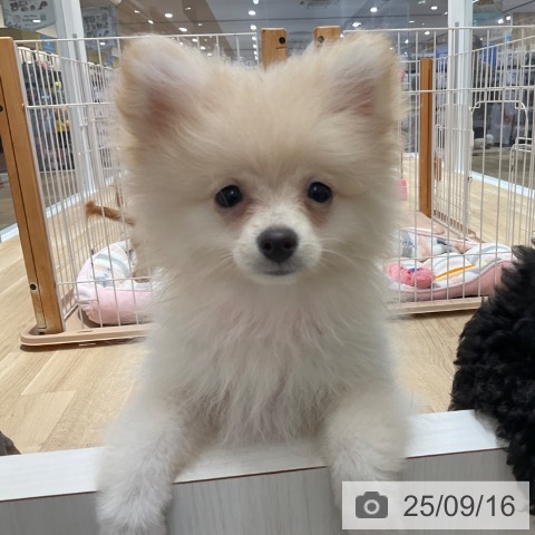 ポメラニアンの写真