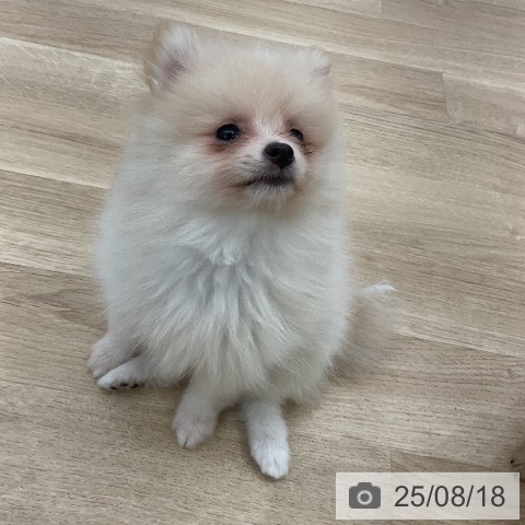 ポメラニアンの写真