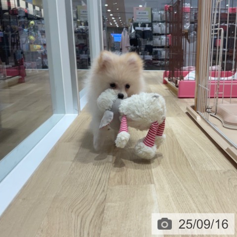 ポメラニアンの写真