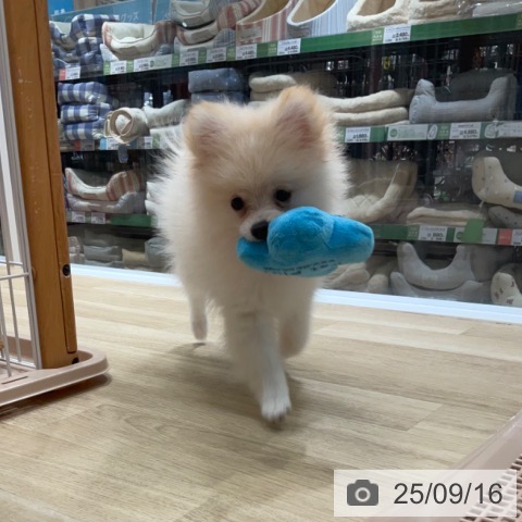 ポメラニアンの写真