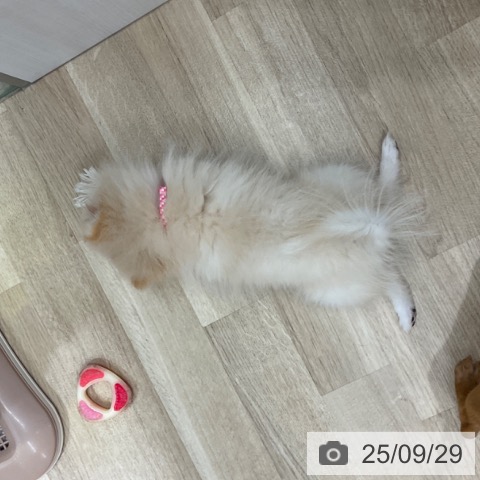 ポメラニアンの写真