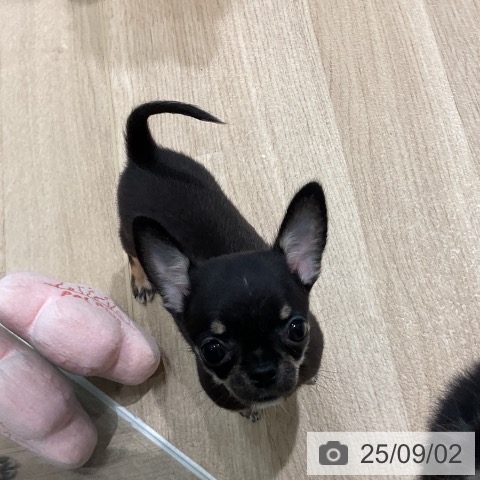 チワワの写真