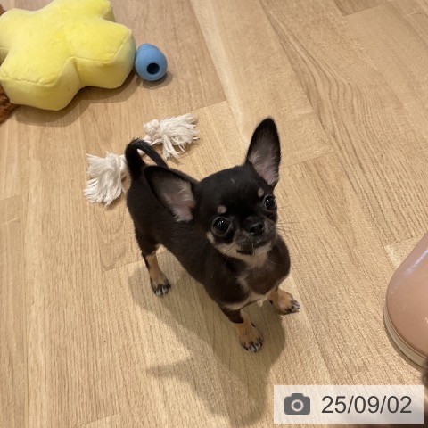 チワワの写真