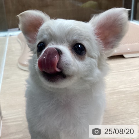 チワワの写真