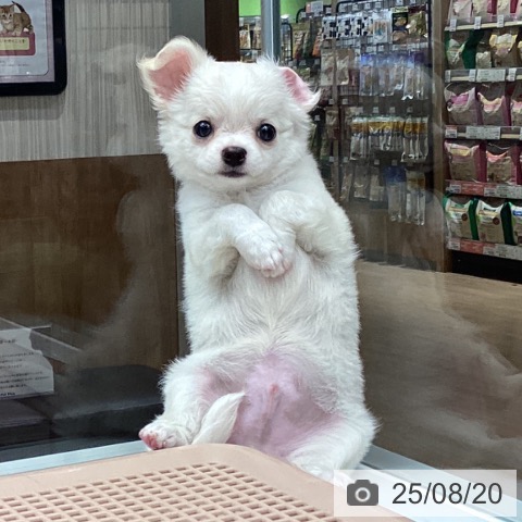 チワワの写真