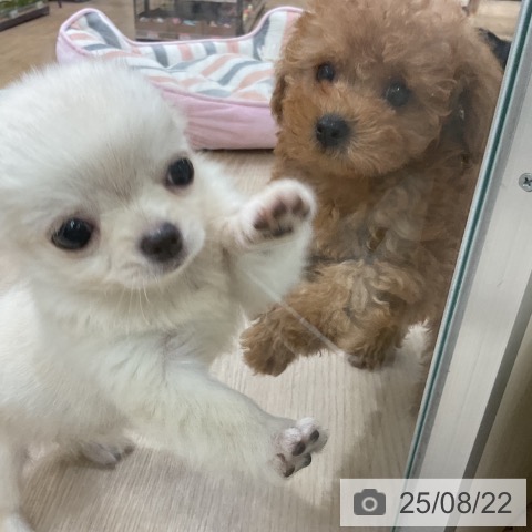 トイ・プードルの写真