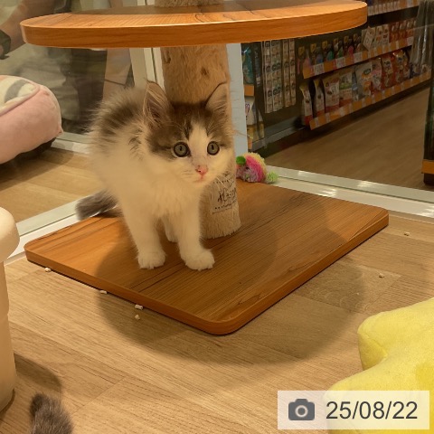 ノルウェージャンフォレストキャットの写真