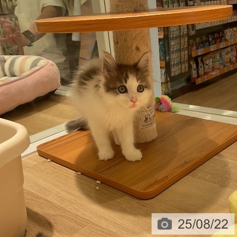 ノルウェージャンフォレストキャットの写真