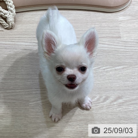 チワワの写真
