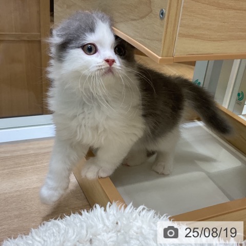 スコティッシュフォールドの写真