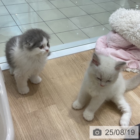 スコティッシュフォールドの写真
