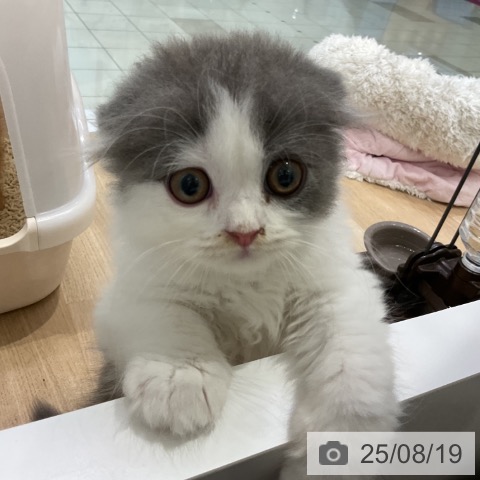 スコティッシュフォールドの写真
