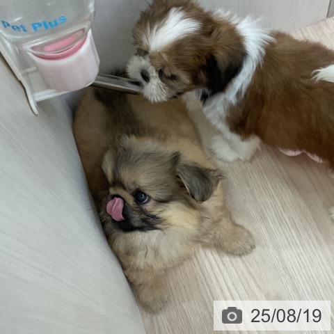 ペキニーズの写真