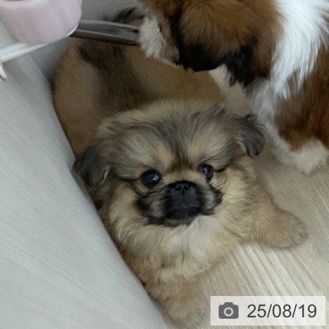 ペキニーズの写真