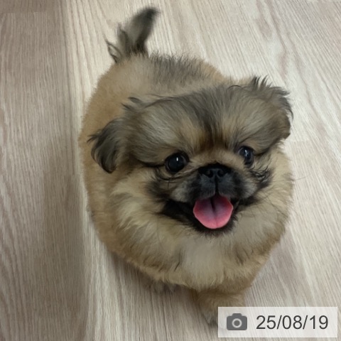 ペキニーズの写真