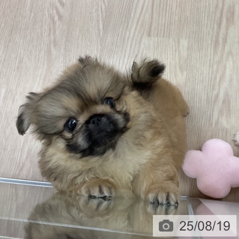 ペキニーズの写真