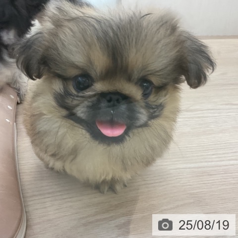 ペキニーズの写真
