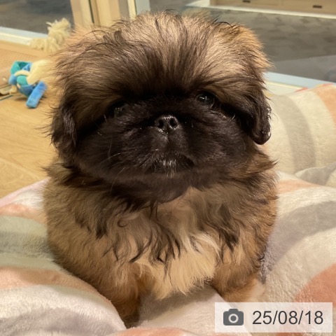 ペキニーズの写真