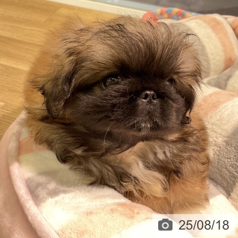 ペキニーズの写真
