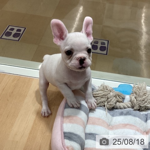 フレンチ・ブルドッグの写真