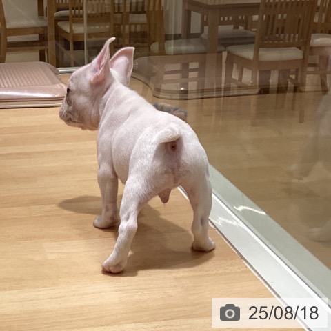 フレンチ・ブルドッグの写真