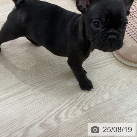 フレンチ・ブルドッグの写真