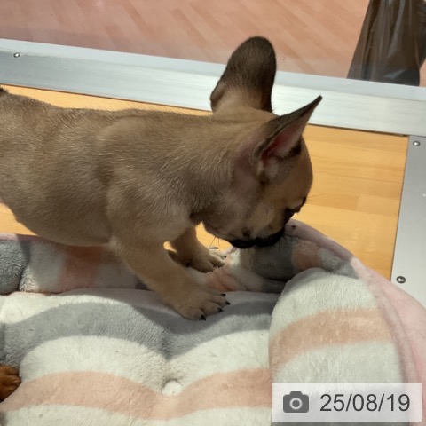 フレンチ・ブルドッグの写真
