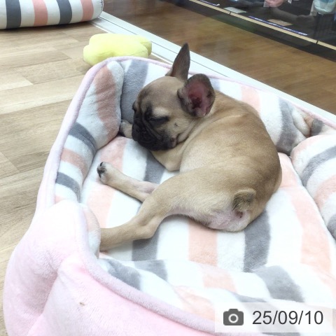 フレンチ・ブルドッグの写真