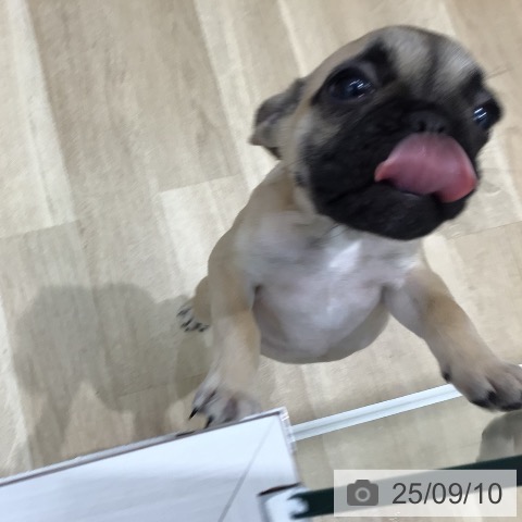 フレンチ・ブルドッグの写真