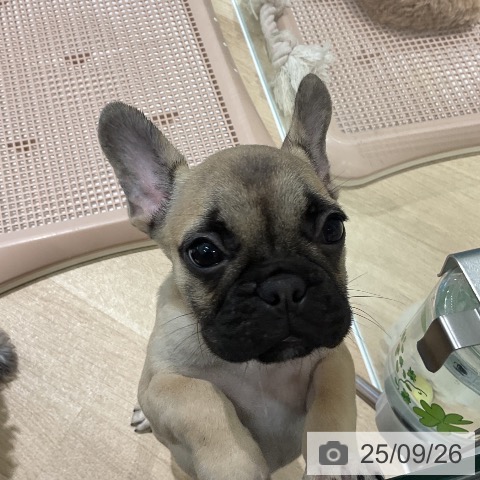 フレンチ・ブルドッグの写真