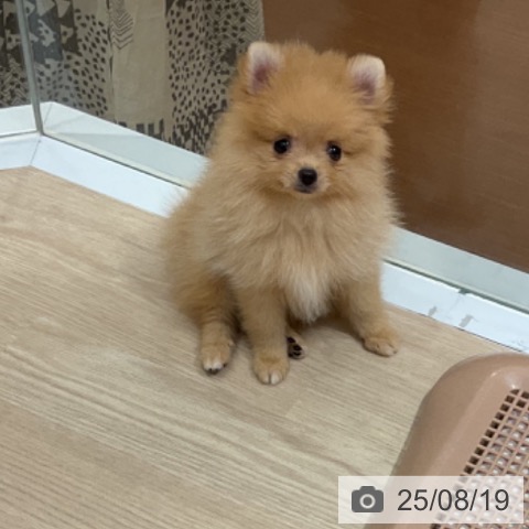 ポメラニアンの写真