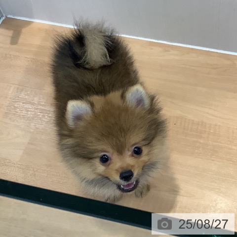 ポメラニアンの写真