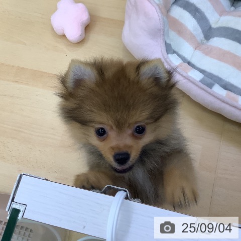 ポメラニアンの写真