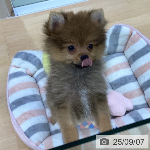 ポメラニアンの写真