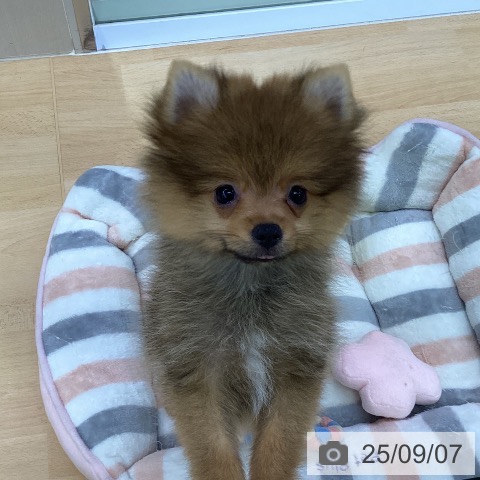 ポメラニアンの写真