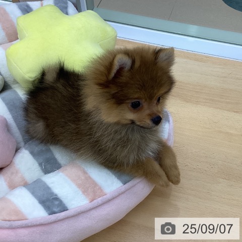 ポメラニアンの写真