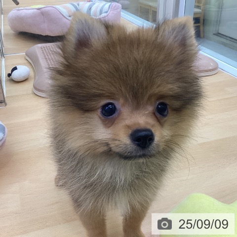 ポメラニアンの写真