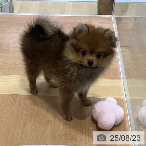 ポメラニアンの写真