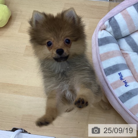 ポメラニアンの写真