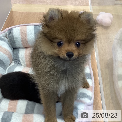 ポメラニアンの写真