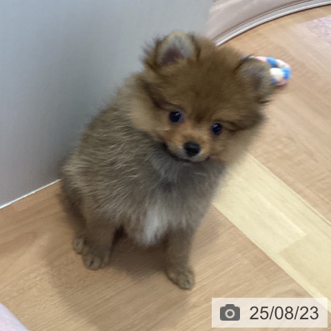 ポメラニアンの写真