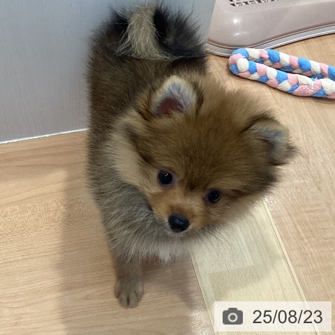 ポメラニアンの写真